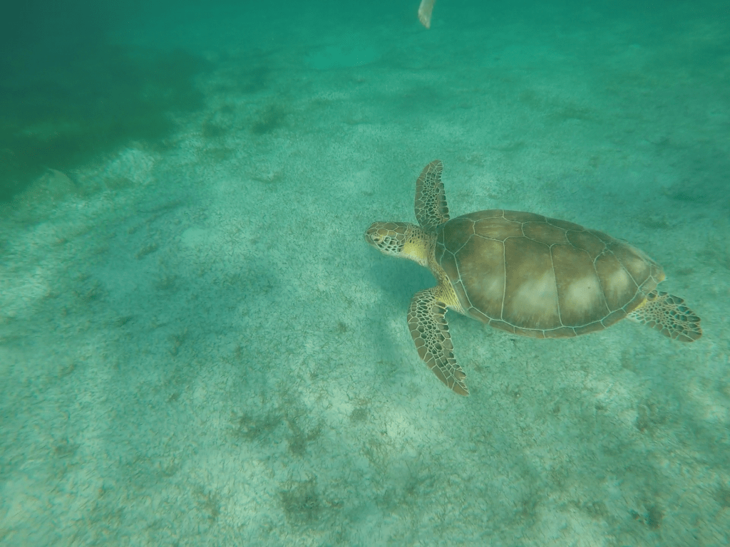 Schildkröte in Akumal, nähe Cancun im Staat Quintana Roo in Mexiko